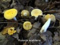 Russula